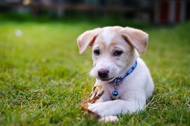 white puppy playing in the green garden.