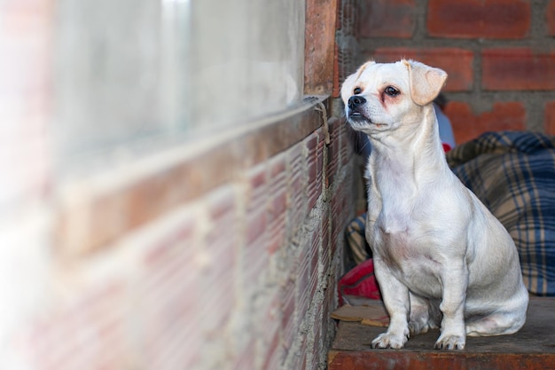 white puppy with a sad face looking out the window