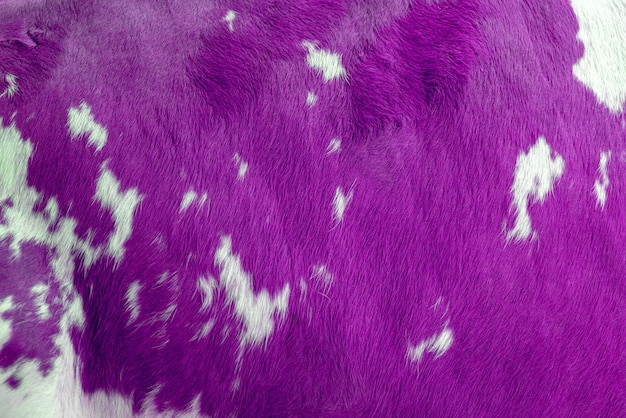 White and purp spots of a cow skin texture