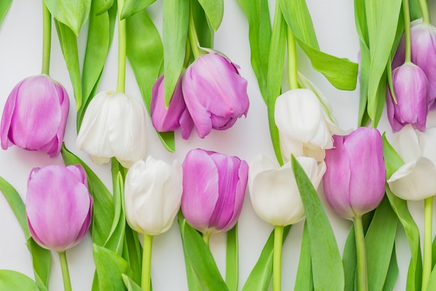 White and purple blooming tulips in a floral background 