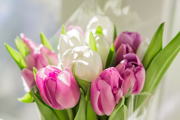 White and purple blooming tulips