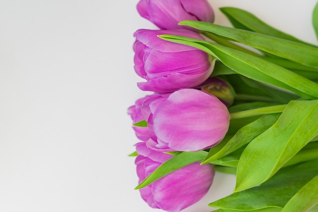 White and purple blooming tulips