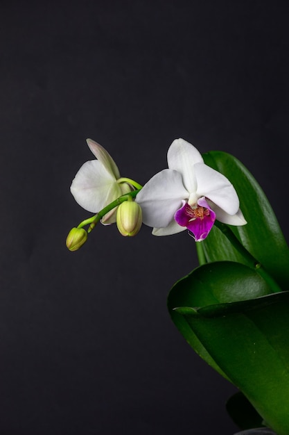 White and purple orchid with two opened buds on a black background Branch of blooming phaleonopsis