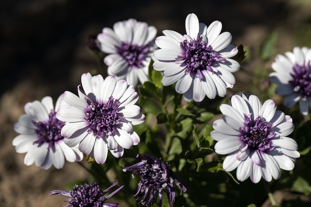 White and purple Osteospermums flowering in an English garden