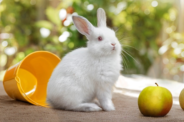 White rabbit, bucket and apple