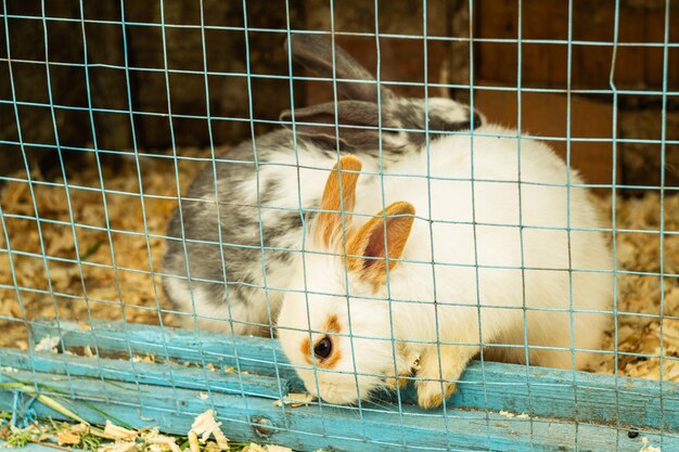 Photo white rabbit in a cage