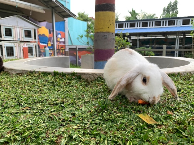 White rabbit eating carrots on grass on rabbit garden recreation area background