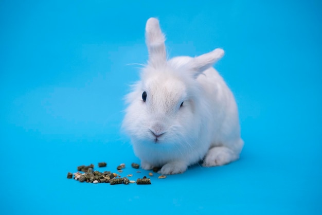 The white rabbit eats food with pleasure white easter bunny on a blue background animal food store