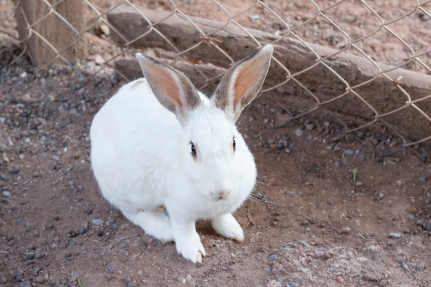 White Rabbit select focus blurry background,Beautiful rabbit,white rabbits on the floor