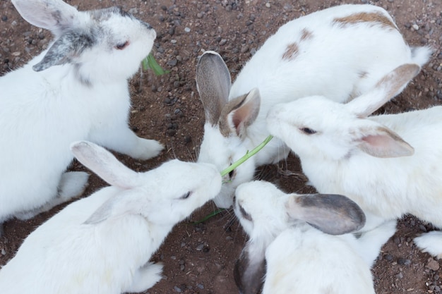 White Rabbit select focus blurry background,Couple rabbit blur background, Group white rabbits on the floor