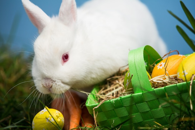 White rabbit sitting beside easter eggs in green basket 