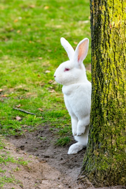 White Rabbit sitting by a tree