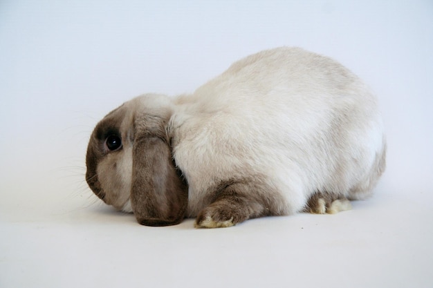 White rabbit with dark ears on a white background, Year of the Rabbit