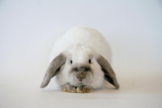 White rabbit with dark ears on a white background, Year of the Rabbit