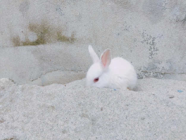 A white rabbit with a red eye and a black eye and a brown spot on the side of it.