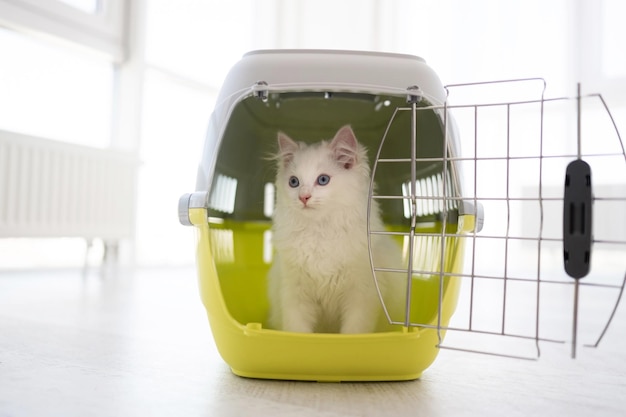 White ragdoll kitten sitting in cat carrier with door open and looking out purebred kitty pet in tra