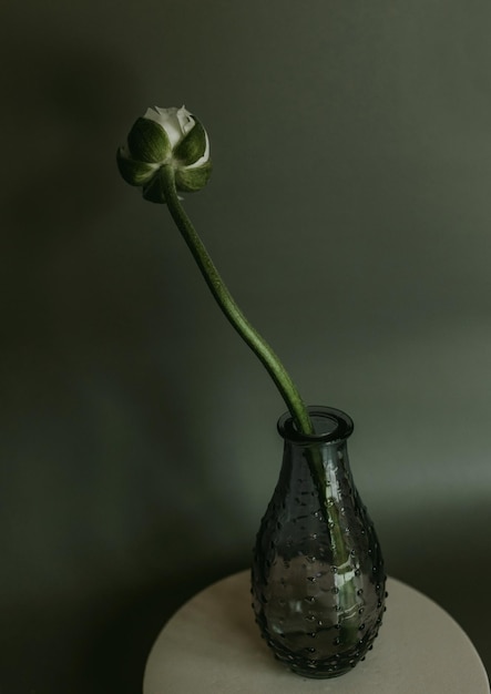 White ranunculus on vase isolated with shadows, Still life