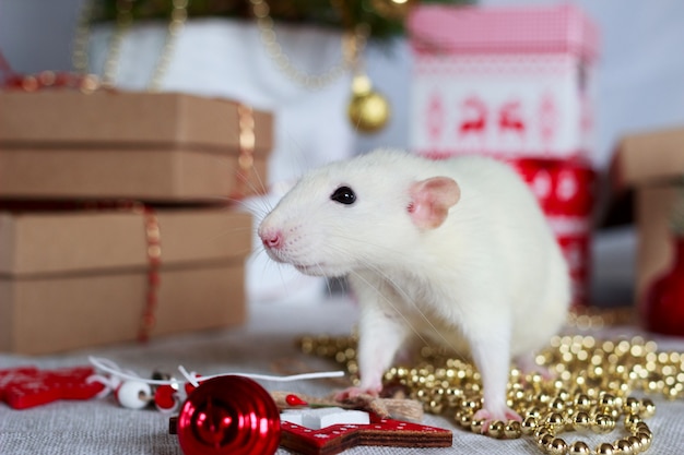 White rat symbol of year 2020