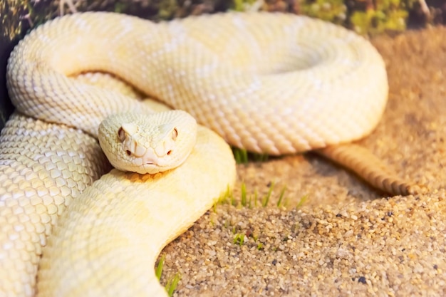 White rattlesnake during the hunt ready to make a throw on the victim