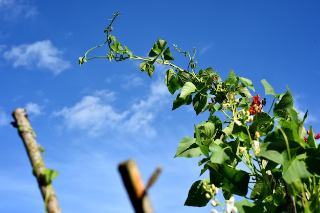 White and red bean flowers against a blue sky background. Garden beans bloom during summer