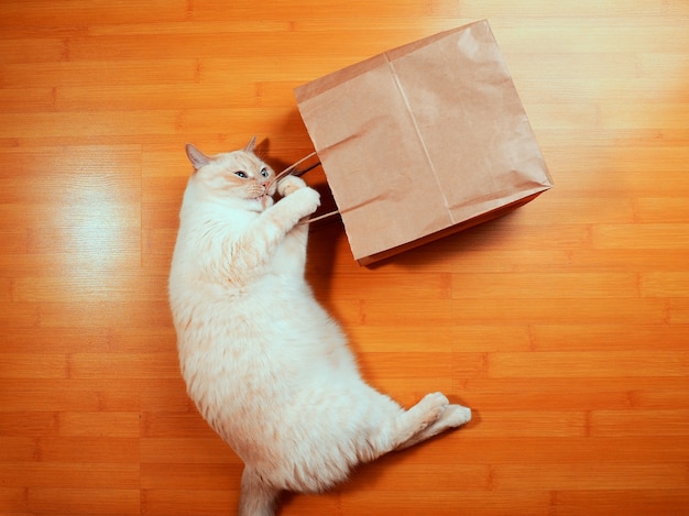 A white red cat explores a craft package in a home environment