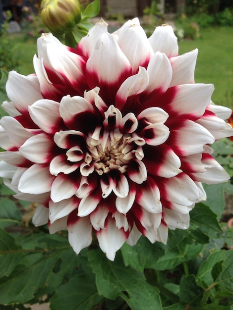 Photo a white and red flower with a red center and white petals