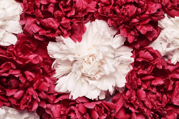 White and red peonies background Beauty floral background Festive flowers concept