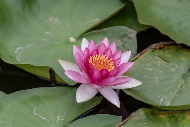 White or red water lilies in the water