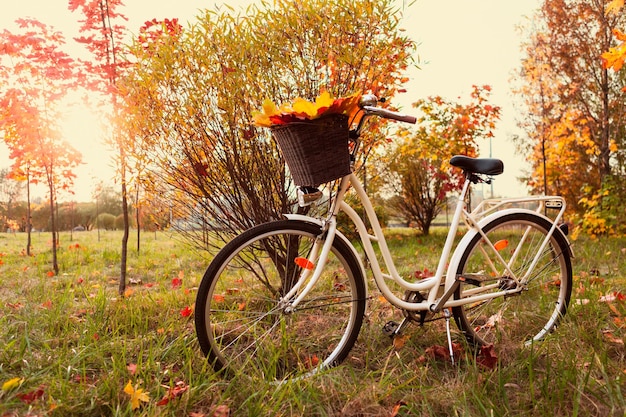 White retro style bicycle with basket with autumn leaves parked in colorful fall park among trees