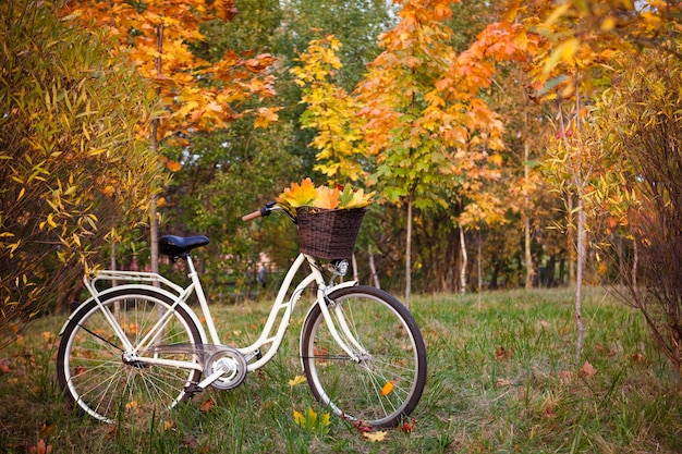 White retro style bicycle with basket with orange yellow green leaves in colorful autumn park