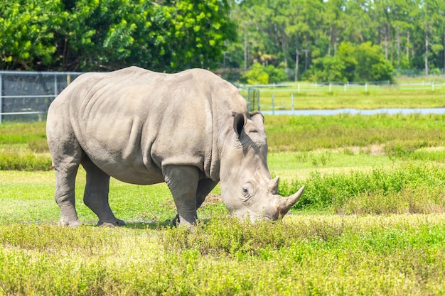 White rhino, rhinoceros walking on green grass