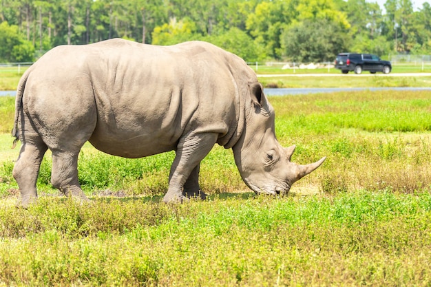 White rhino, rhinoceros walking on green grass