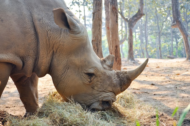 White rhino