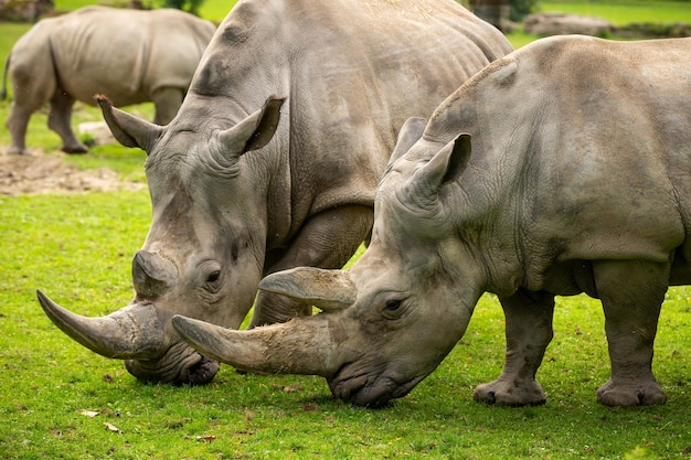 White rhinoceros in the beautiful nature looking habitat Wild animals in captivity Prehistoric and endangered species in zoo