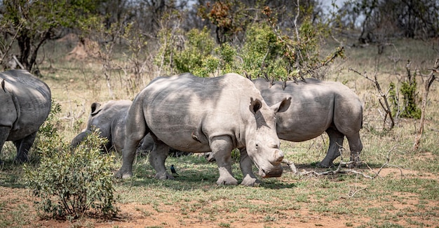 White Rhinoceros Ceratotherium Simum