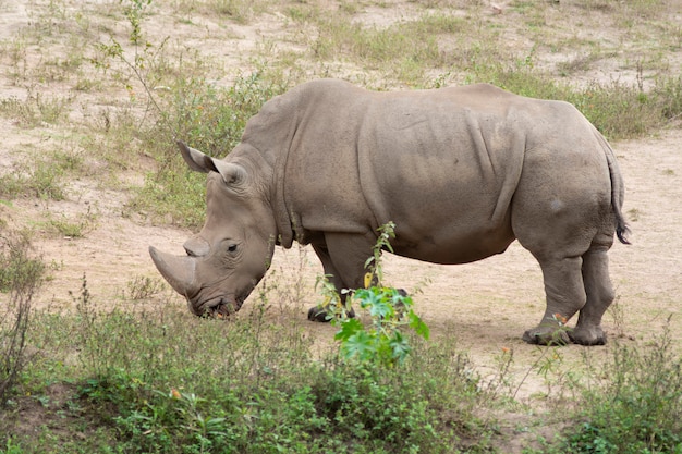 White rhinoceros eating grass on a sandy land