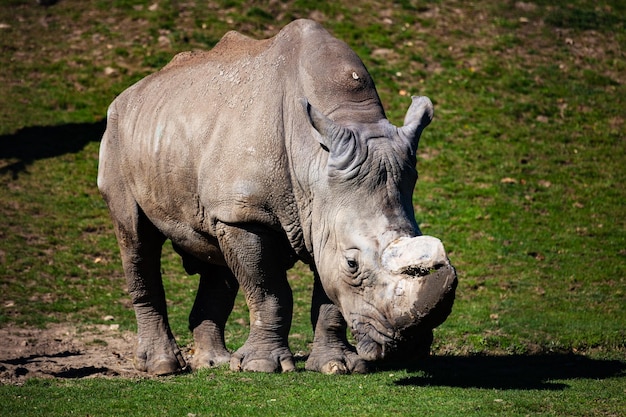 White rhinoceros Mammal and mammals Land world and fauna Wildlife and zoology