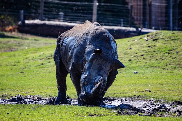 White rhinoceros Mammal and mammals Land world and fauna Wildlife and zoology