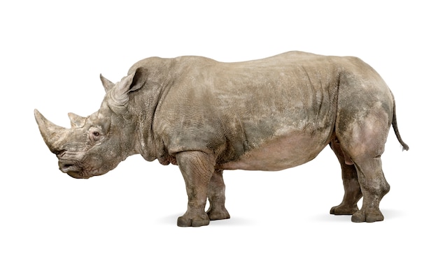 White Rhinoceros or Square-lipped rhinoceros - Ceratotherium simum on a white isolated