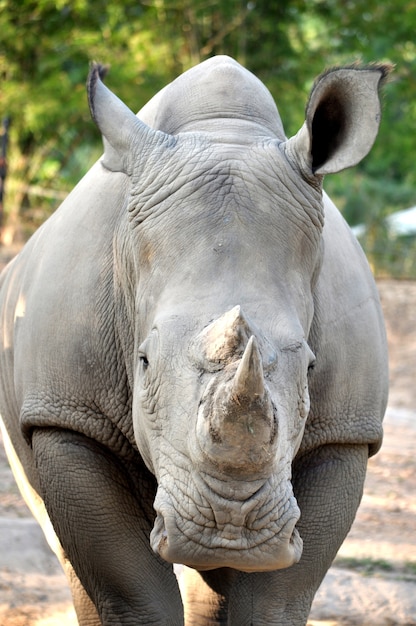 White Rhinoceros