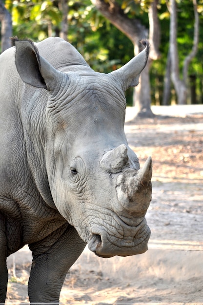 White Rhinoceros