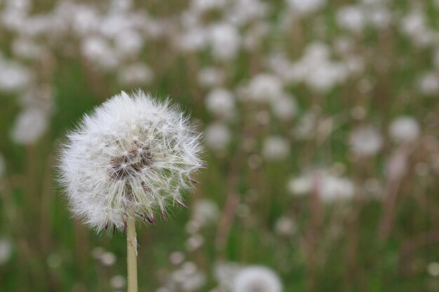 White ripe dandelion closeup on a background of grass