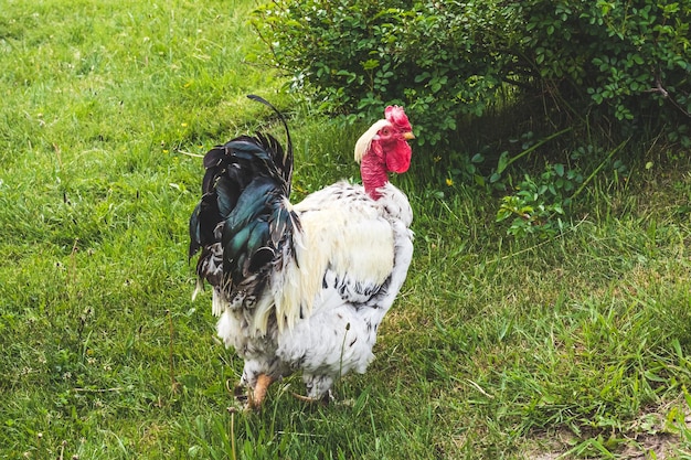 White rooster standing on the grass green nature background