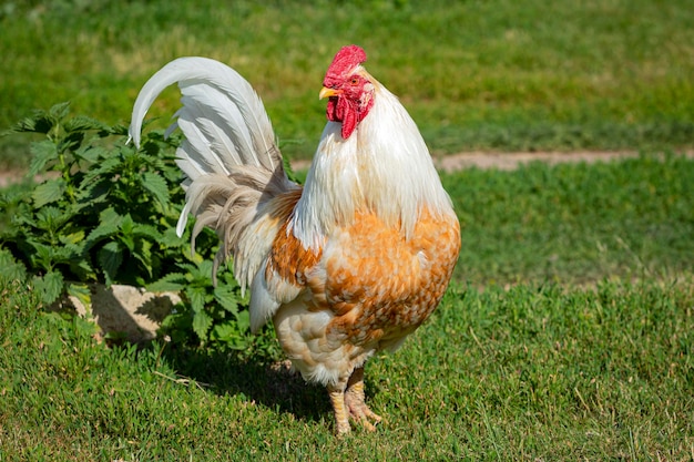 A white rooster walks around the village