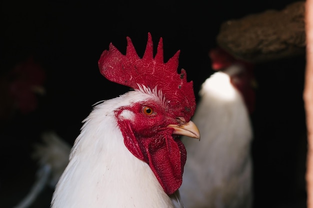 White rooster with its crest