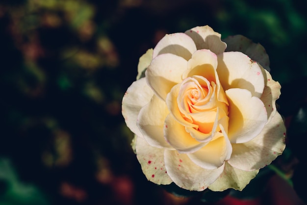 White rose bud in a garden