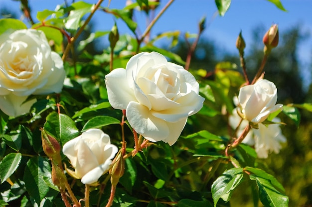 White rose bush close up Blooming garden plant under sunlight with blue sky