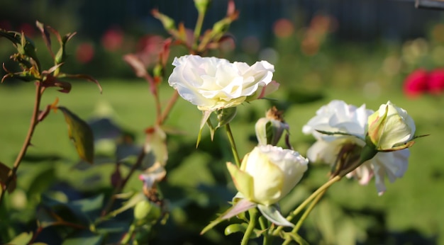 white rose bush on a flowerbed variety  Charles Aznovour