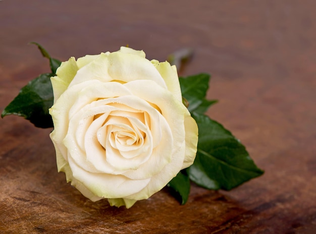 White rose covered with dew drops on brown background