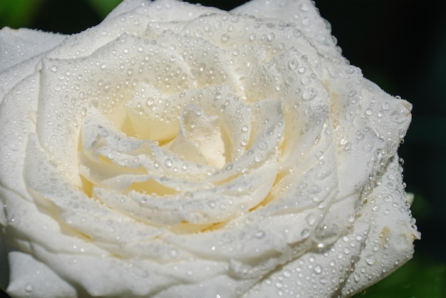 White rose in drops of morning dew closeup